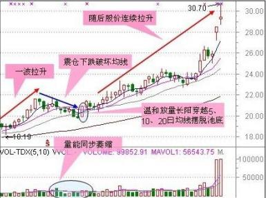 芝麻最新行情解析