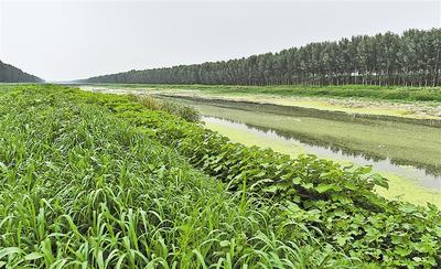 老河头镇新项目，地区发展的强大引擎领航者