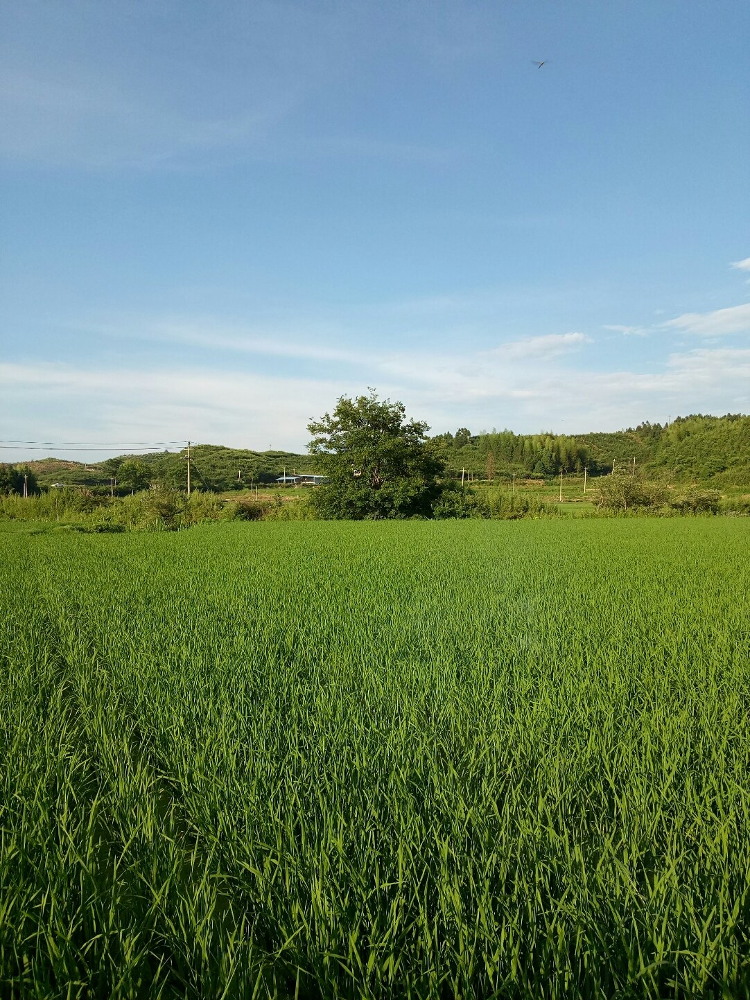 高田农场最新天气预报概览