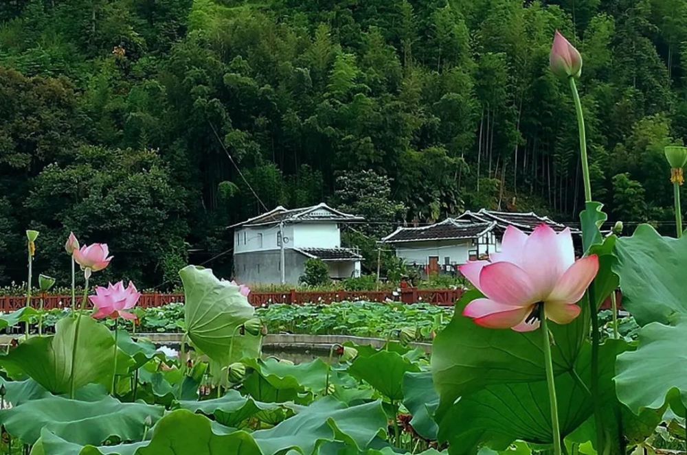 莲庄乡天气预报更新通知