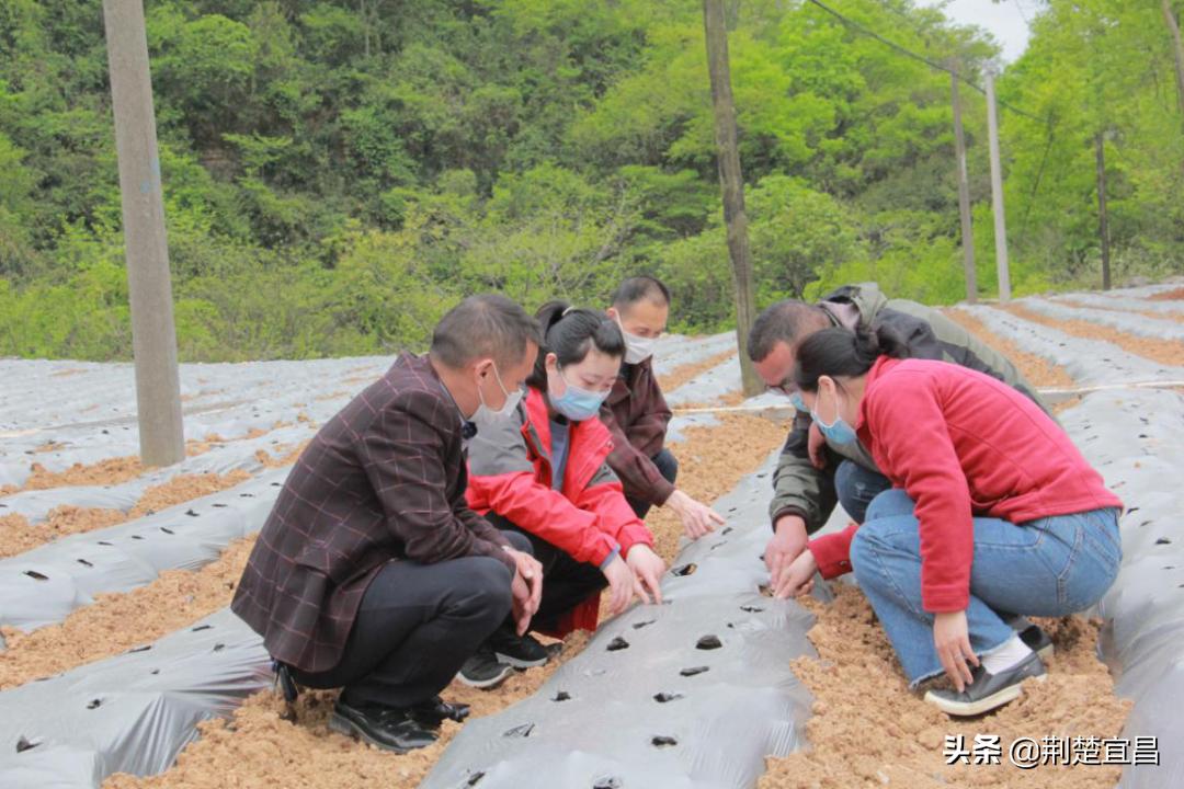 宜昌市农业局领导团队最新概述