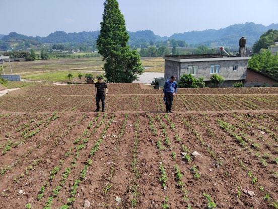 英山县农业农村局新项目推动农业现代化助力乡村振兴