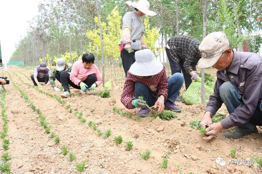 卢龙县审计局最新项目深度解析报告